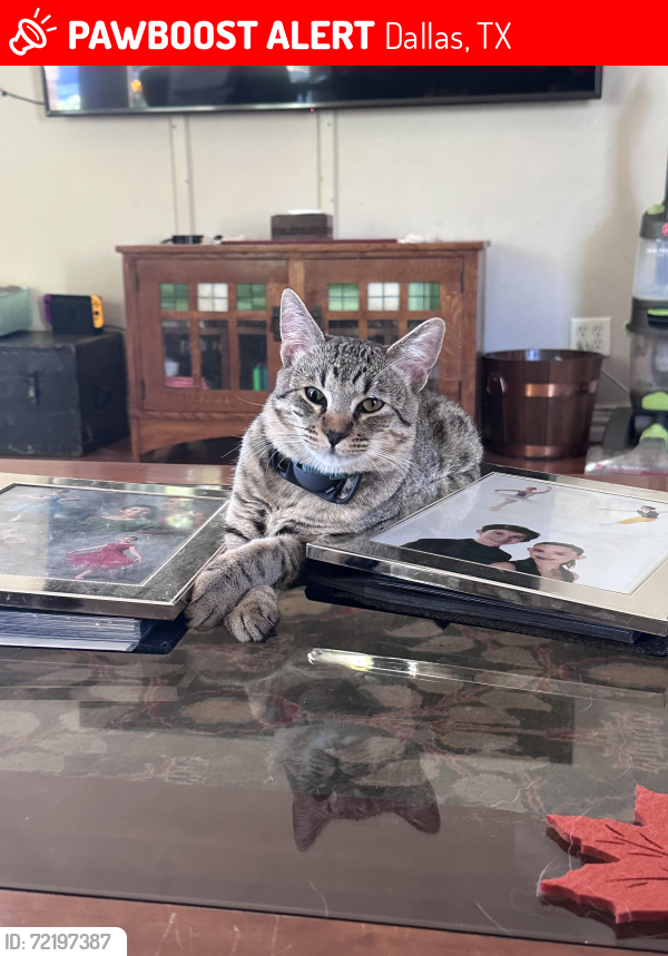 Lost Male Cat last seen Colorado and Rainbow in East Kessler Park, Dallas, TX 75208