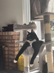 Reunited Male Cat last seen Plaza Miguel, Bonita, CA 91902