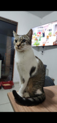 Lost Female Cat last seen Ela estava na hércules, próximo da delegacia civil de canoas, Marechal Rondon, RS 92031-040