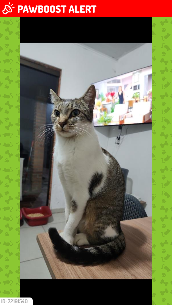 Lost Female Cat last seen Ela estava na hércules, próximo da delegacia civil de canoas, Marechal Rondon, RS 92031-040