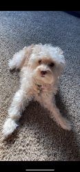 Lost Female Dog last seen 6th north st, Yakima, WA 98901