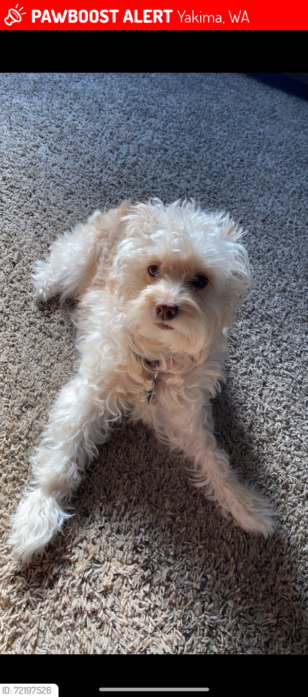Lost Female Dog last seen 6th north st, Yakima, WA 98901