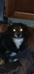 Lost Female Dog last seen St Louis and Clara, Wichita, KS 67212