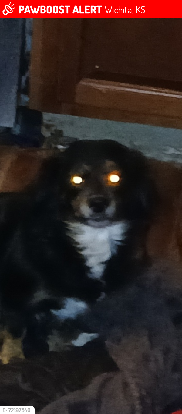 Lost Female Dog last seen St Louis and Clara, Wichita, KS 67212