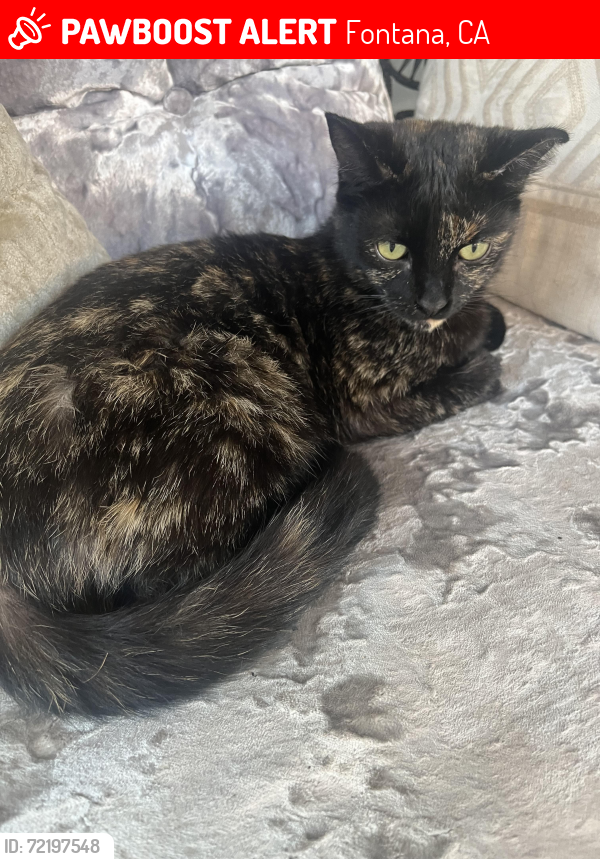 Lost Female Cat last seen Jurupa Ave and Cherry Ave , Fontana, CA 92337