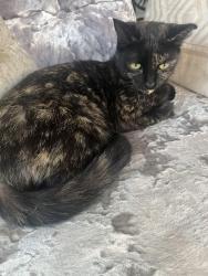 Lost Female Cat last seen Jurupa Ave and Cherry Ave , Fontana, CA 92337