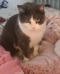 Lost Male Cat last seen Nn55hg, West Northamptonshire, England NN5 5HH