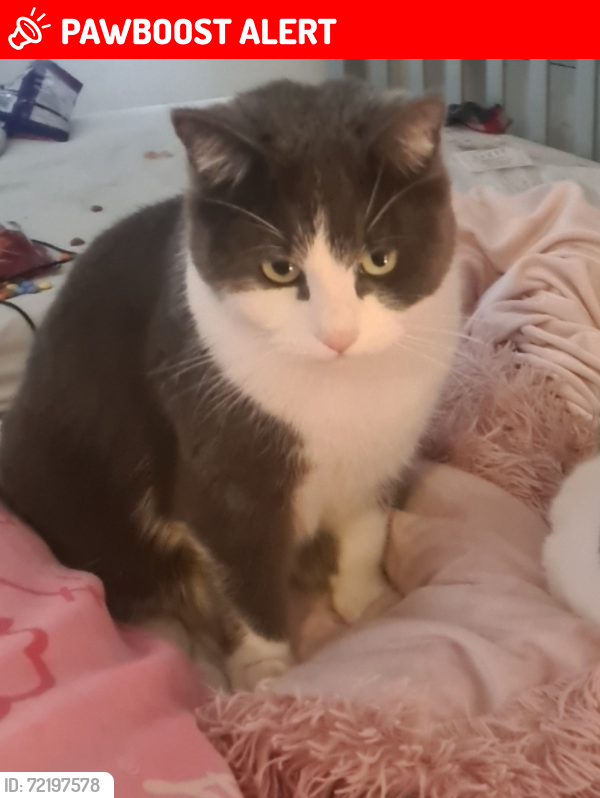 Lost Male Cat last seen Nn55hg, West Northamptonshire, England NN5 5HH
