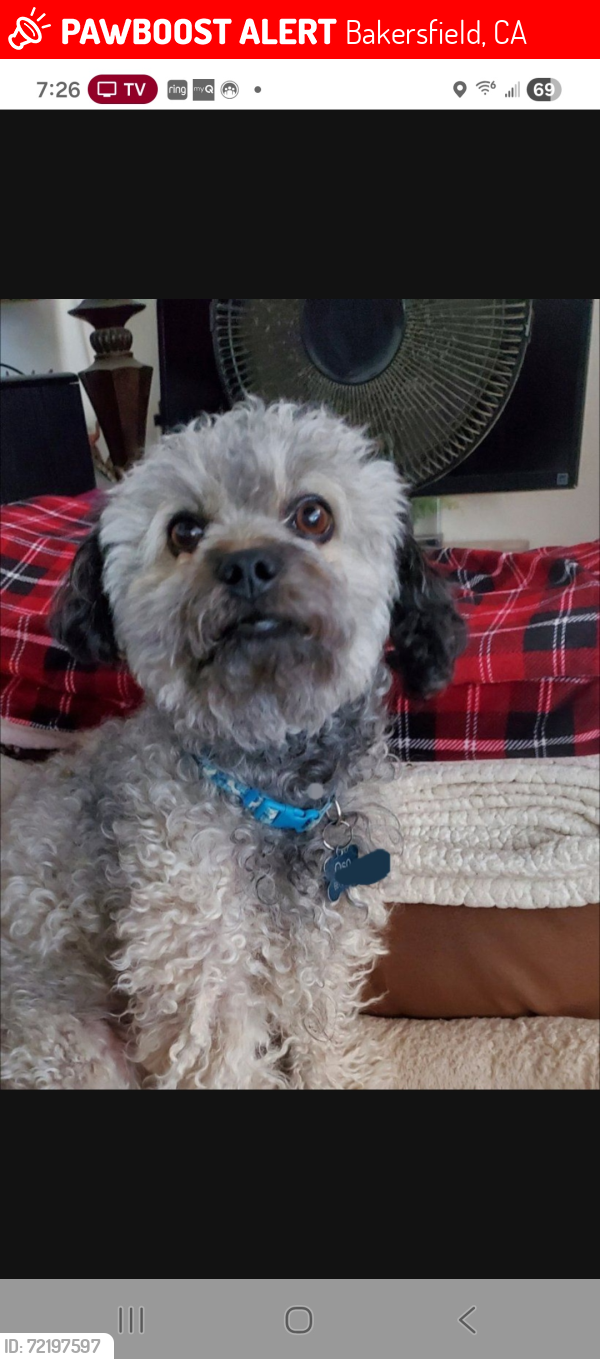 Lost Male Dog last seen Club view dr., Bakersfield, CA 93309