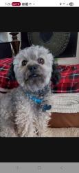 Lost Male Dog last seen Club view dr., Bakersfield, CA 93309