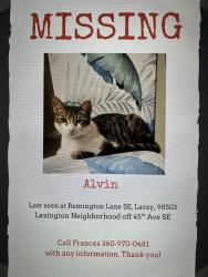 Lost Male Cat last seen Last seen on the western trail at 45th street.45th Ave se Lacey, Lacey, WA 98503