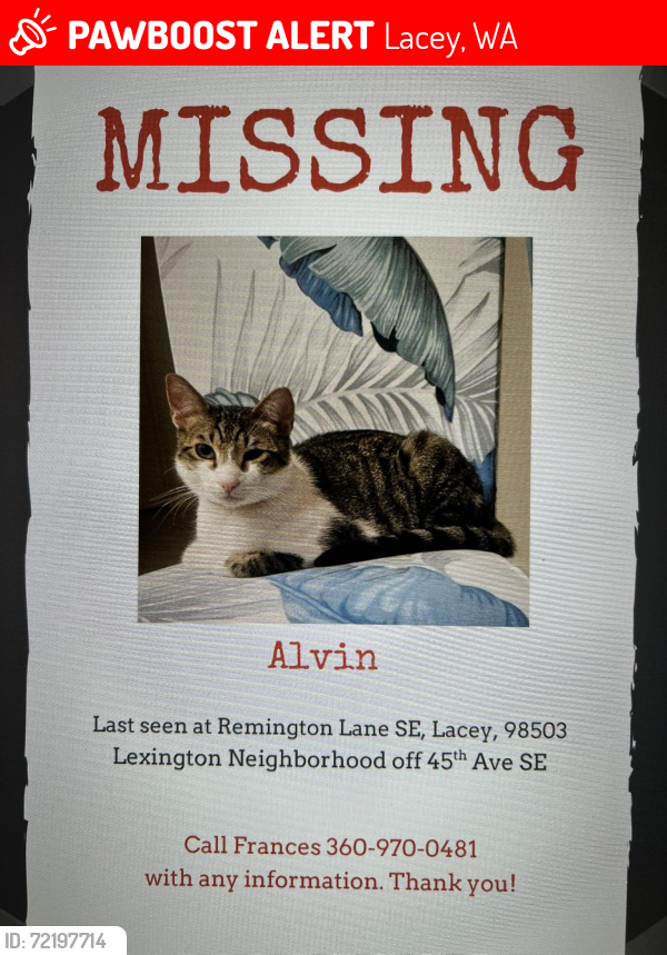 Lost Male Cat last seen Last seen on the western trail at 45th street.45th Ave se Lacey, Lacey, WA 98503