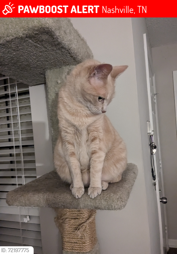 Lost Male Cat last seen Tulip Grove, Nashville, TN 37076