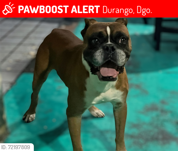 Lost Male Dog last seen Agricultura 506 col. Porfirio Díaz , Durango, Dgo. 