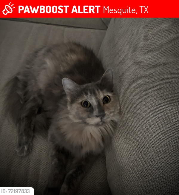 Lost Female Cat last seen Gus thomasson rd, Dallas, TX 75228