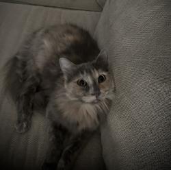 Lost Female Cat last seen Gus thomasson rd, Dallas, TX 75228
