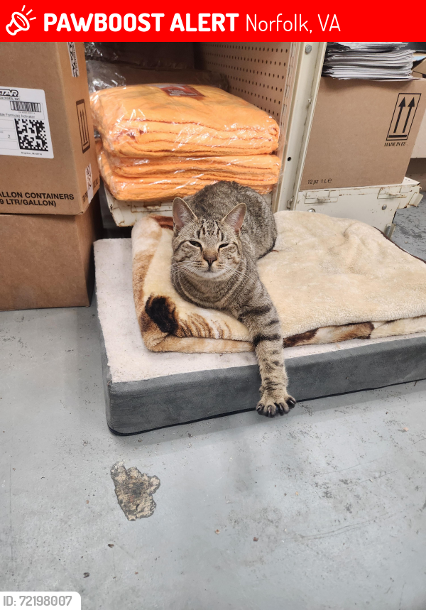 Lost Female Cat last seen Thole St & Galveston Blvd by Suburban Park Elementary , Norfolk, VA 23505