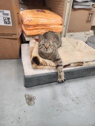 Lost Female Cat last seen Thole St & Galveston Blvd by Suburban Park Elementary , Norfolk, VA 23505