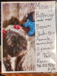 Lost Female Dog last seen Walerga rd and blackjack way, Sacramento, CA 95842