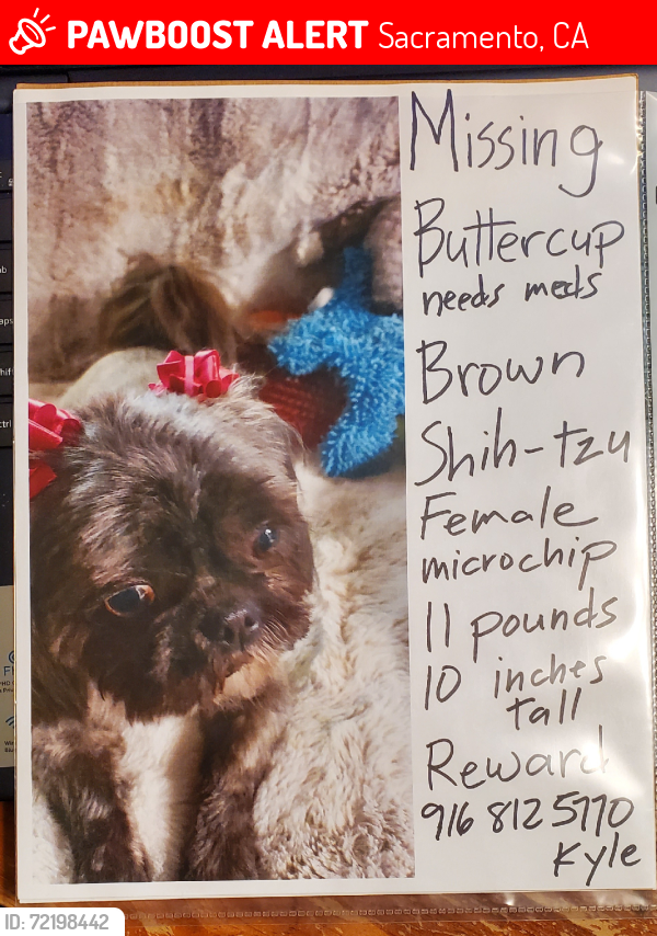 Lost Female Dog last seen Walerga rd and blackjack way, Sacramento, CA 95842