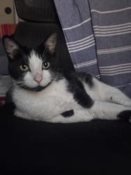 Lost Male Cat last seen King Oaks, Hickory Ridge, Iola, TX 77861