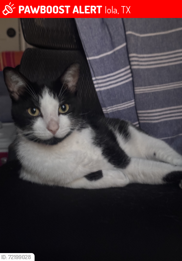 Lost Male Cat last seen King Oaks, Hickory Ridge, Iola, TX 77861