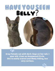 Lost Female Cat last seen Shadywood dr and Rosewood cir, Lufkin, TX 75901