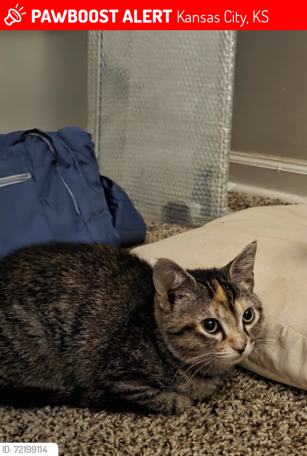 Lost Female Cat last seen Rainbow blvd , Kansas City, KS 66103