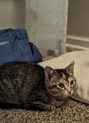 Lost Female Cat last seen Rainbow blvd , Kansas City, KS 66103