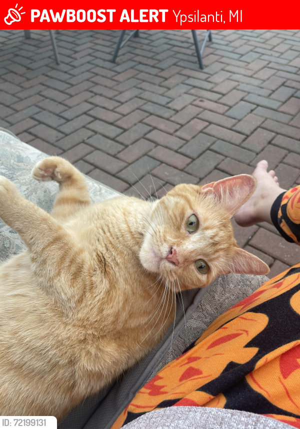 Lost Male Cat last seen Greene Farms , Ypsilanti, MI 48197