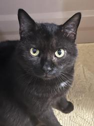 Lost Male Cat last seen Edward Drive, Logan Township, NJ 08085
