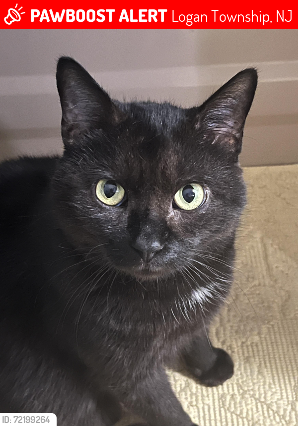 Lost Male Cat last seen Edward Drive, Logan Township, NJ 08085