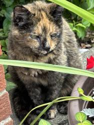 Found/Stray Female Cat last seen Yorba Linda Blvd/13Mile Rd and Greenfield in Royal Oak, Royal Oak, MI 48073