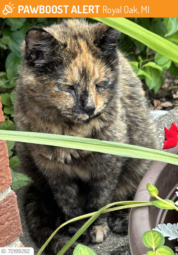 Found/Stray Female Cat last seen Yorba Linda Blvd/13Mile Rd and Greenfield in Royal Oak, Royal Oak, MI 48073