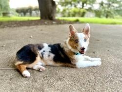 Reunited Male Dog last seen Beach rd, Chesterfield, VA 23838
