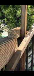 Lost Male Cat last seen Senter & Monterey, San Jose, CA 95111