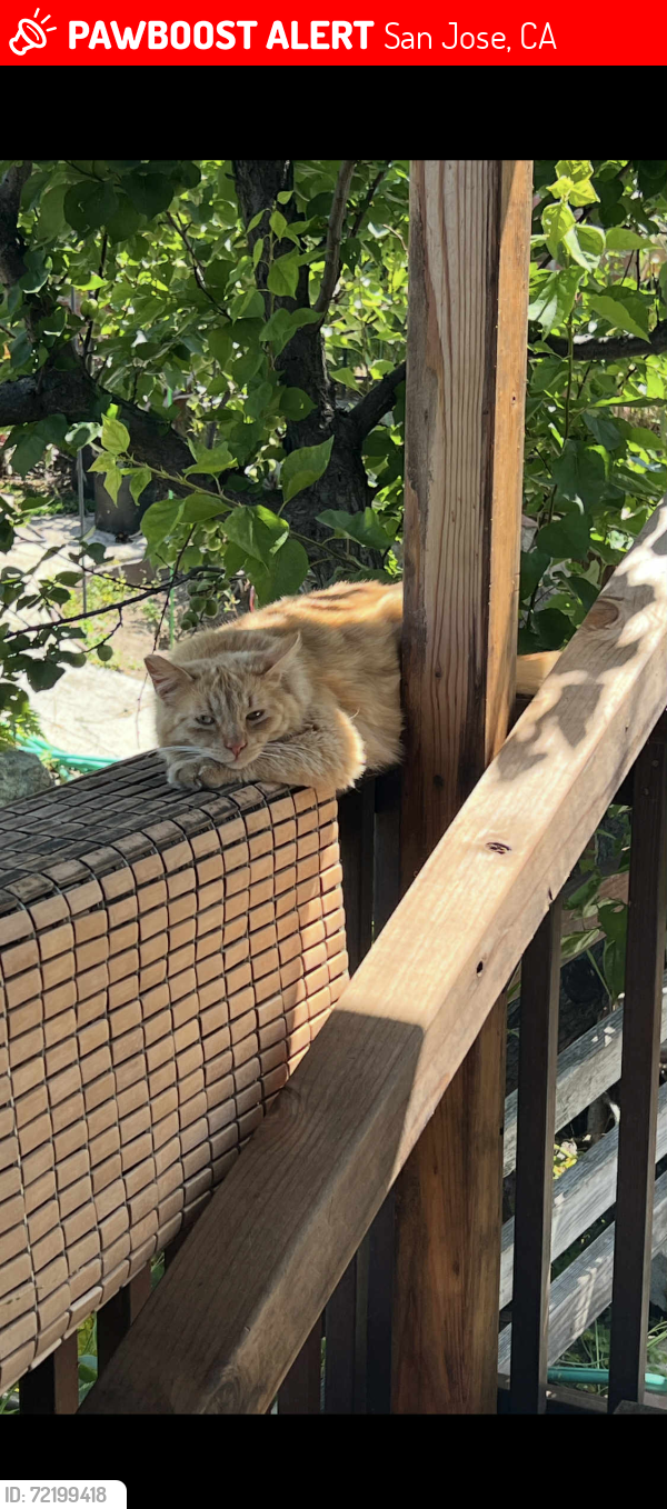 Lost Male Cat last seen Senter & Monterey, San Jose, CA 95111