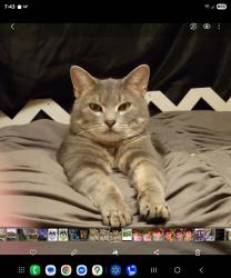 Lost Male Cat last seen Chevrolet Blvd , Flint, MI 48504