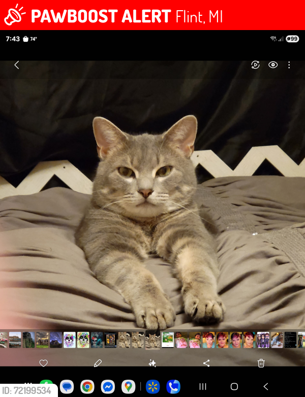 Lost Male Cat last seen Chevrolet Blvd, Flint, MI 48504