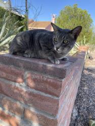 Lost Male Cat last seen E Lee St and 5th Ave, Tucson, AZ 85705