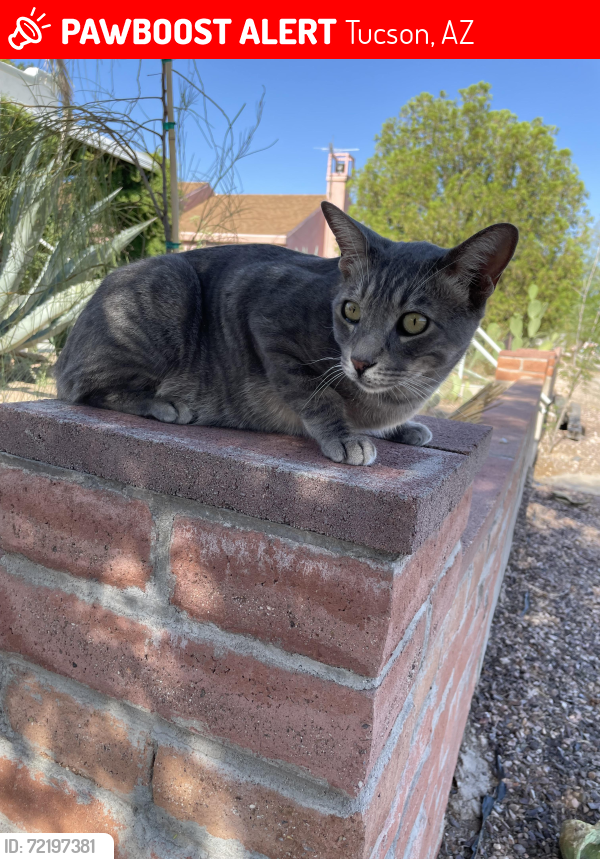 Lost Male Cat last seen E Lee St and 5th Ave, Tucson, AZ 85705