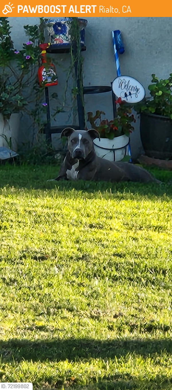 Rialto, CA Stray Female Dog Found Near Pepper & foothill | PawBoost