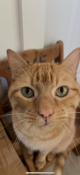 Reunited Male Cat last seen Near Hawthorne Dr, Willis, TX 77318, USA, Willis, TX 77318