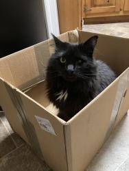 Lost Female Cat last seen Between Church Rd & Garren Creek Rd, Fairview, NC 28730
