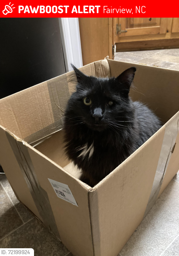 Lost Female Cat last seen Between Church Rd & Garren Creek Rd, Fairview, NC 28730
