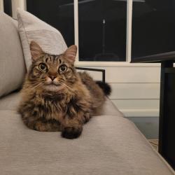 Lost Male Cat last seen Transmitter , Panama City, FL 32404