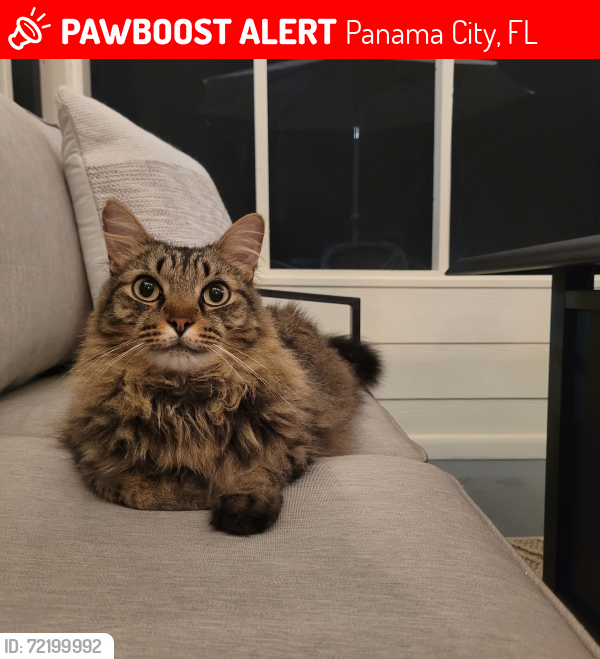 Lost Male Cat last seen Transmitter , Panama City, FL 32404