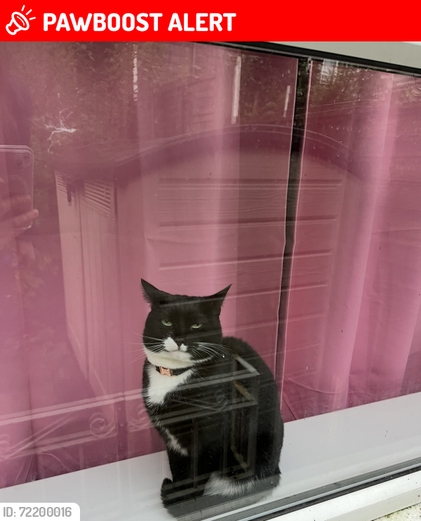 Lost Female Cat last seen King st and mesa vista ct, Colorado Springs, CO 80904