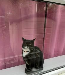 Lost Female Cat last seen King st and mesa vista ct, Colorado Springs, CO 80904