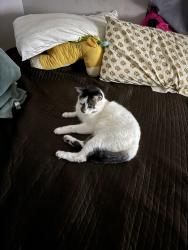 Lost Male Cat last seen Community Rd and Poway Rd, Poway, CA 92064
